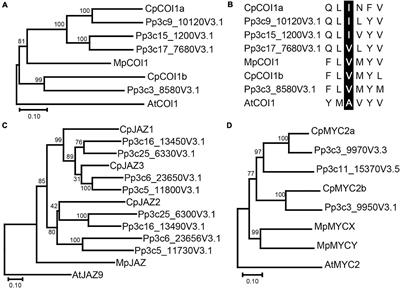 Deciphering OPDA Signaling Components in the Momilactone-Producing Moss Calohypnum plumiforme